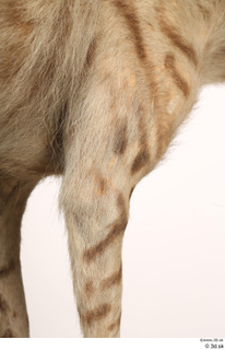 Striped Hyena Hyaena hyaena leg 0078.jpg